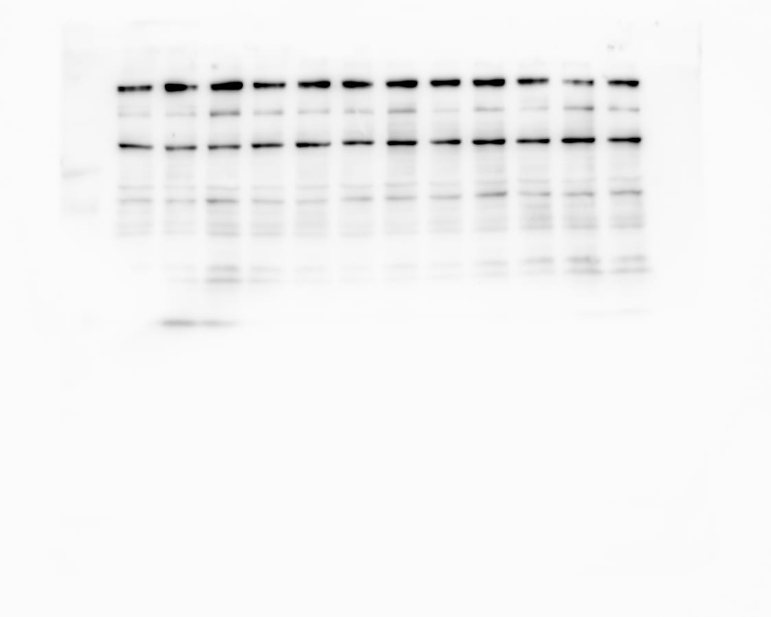 iNOS Antibody - BSA Free NB300-605